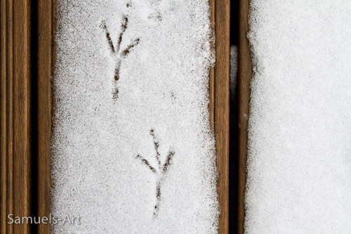 Bird footprints in the snow on the balcony